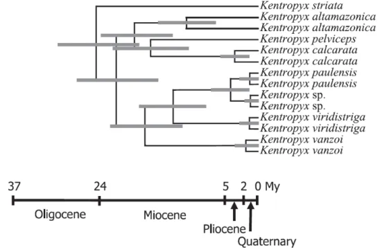 Figura 4  – Cronograma da evolução de  Kentropyx, com base em dados morfológicos e moleculares  combinados numa inferencia Bayesiana