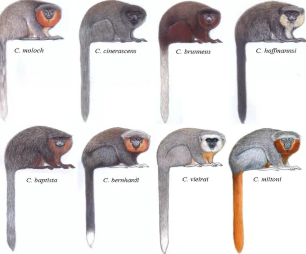 Figura 1. As espécies do grupo C. moloch. Autorizado por Stephen Nash.