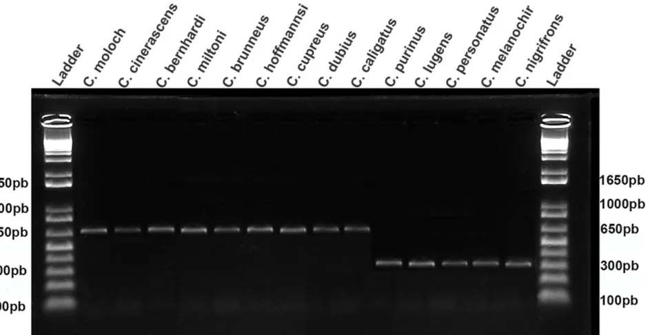Fig. 3 Ilustração do gel de agarose com os fragmentos da inserção Alu Callicebus4 em 14 espécies do gênero Callicebus