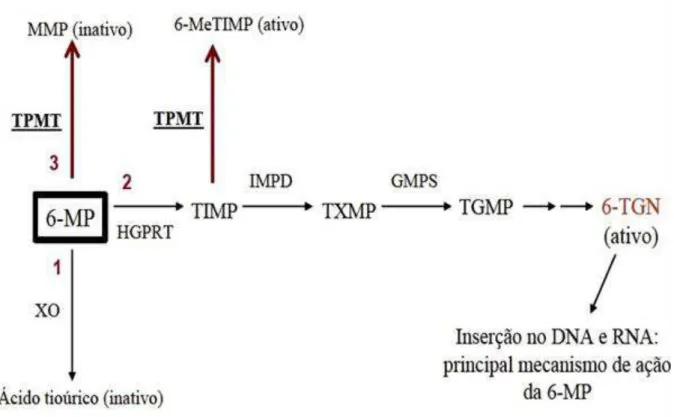 Figura  5  –   Mecanismo  de  metabolização  do  fármaco  6-MP.  1,  2  e  3  evidenciam  os  passos  da  via  metabólica  da  6-MP