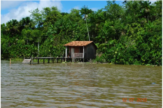 Figura 3: Foto em contexto natural- Ilha do Combu 