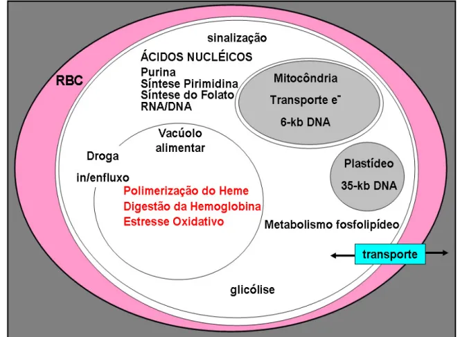Figura  2  -  Representação  esquemática  dos  principais  alvos  quimioterapêuticos  da  malaria