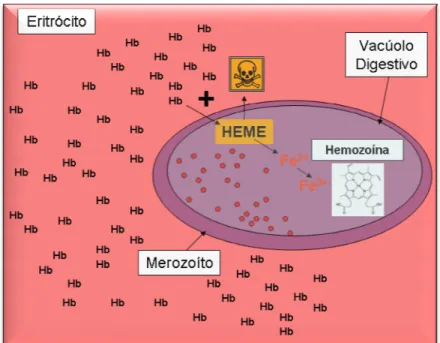 Figura 3 - Metabolismo da he 2.2.3  GLICÓLISE  O desenvolviment geração de energia  (SH da maioria de organismo no  Plasmódio,  portanto dehidrogenase (LDH) ca a produção rápida de en grande quantidade de la freqüentemente  na  mal relevante como potencia