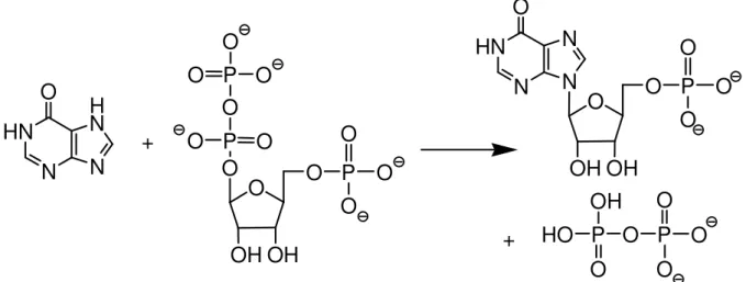 Figura 5 - Reação da hipoxantina e fosforibosil-pirofosfato e formação do ácido Inosínico