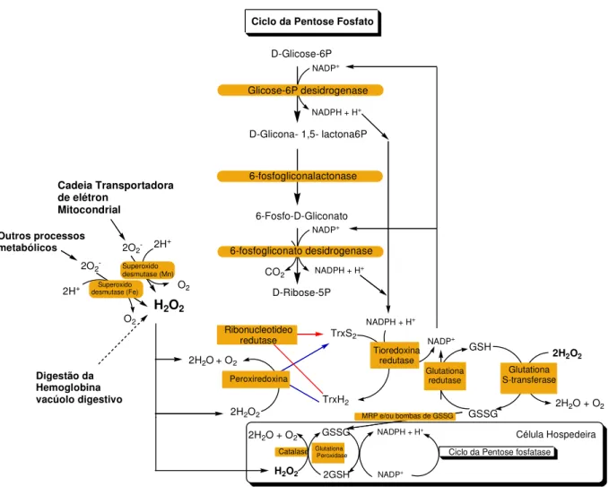 Figura 6 - Defesa antioxidante em eritrócitos infectados por plasmódio (Becker et al., 2004)