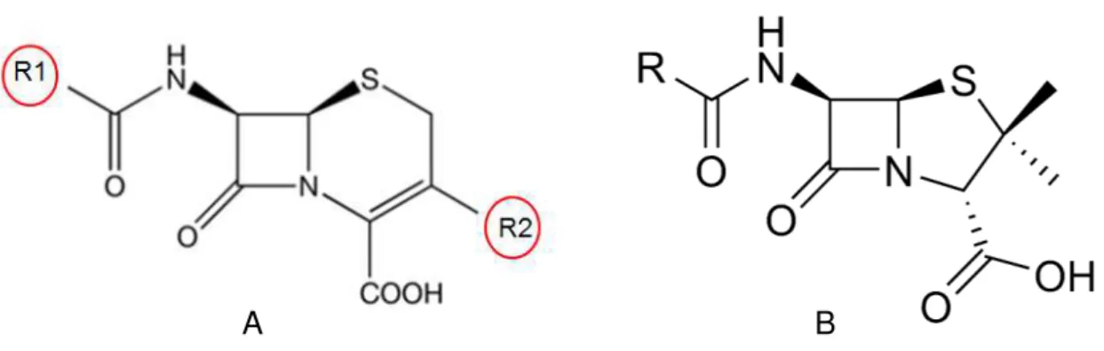 Figura  9:  Estrutura  química  geral  das  cefalosporinas  (A)  e  estrutura  química  geral  das  penicilinas (B)