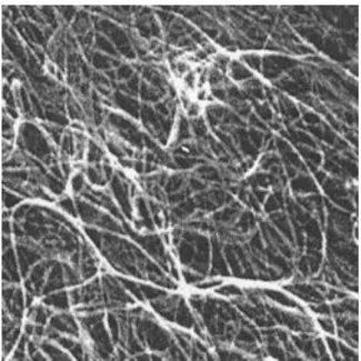 Fig. 1.7 – Imagem obtida por microscopia eletrônica de um arranjo de nanotubos de carbono.