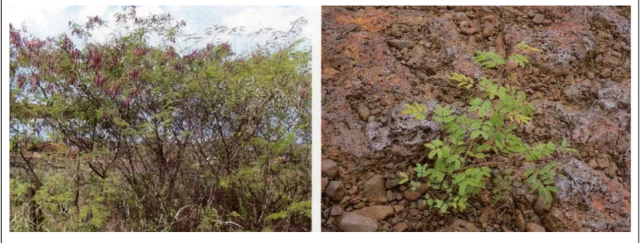 Figura 07: Presença de Mimosa acutistipula var. ferrea nos diferentes estratos da  vegetação xerofítica na Floresta Nacional de Carajas, Pará