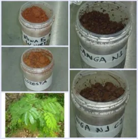 Figura  11-  Fotografias  da  espécie  vegetal  Mimosa  acutistipula  var.  ferrea  e  dos  solos estudados