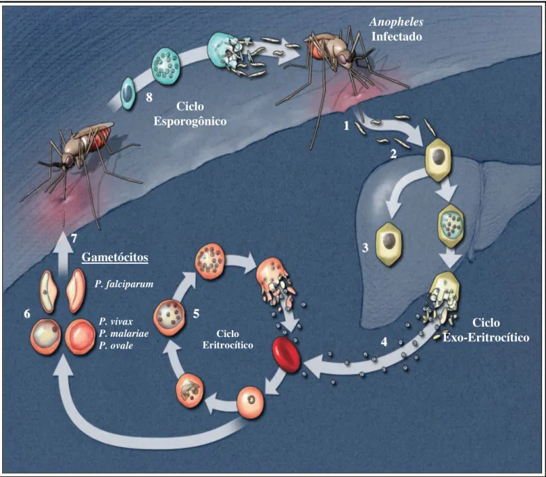 Figura 01: Ilustração do ciclo evolutivo do Plasmodium. (1) Inoculação dos esporozoítos no momento  da  picada  do  mosquito  infectado;  (2)  Invasão  dos  hepatócitos,  iniciando  o  ciclo  exo-eritrocítico;  (3)  Permanência dos hipnozoítos; (4) Rompime