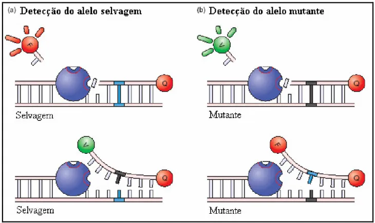 FIGURA  03:  Ilustração  da  detecção  dos  diferentes  alelos  utilizando  uma  sonda  marcada  com  o  fluoróforo FAM para a detecção do alelo selvagem (a) e uma sonda marcada com o fluoróforo VIC  para a detecção do alelo mutante (b)