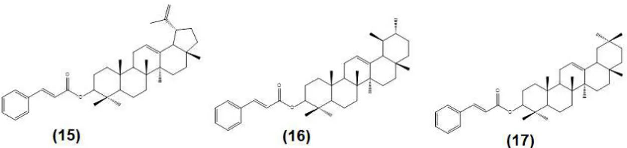 Figura 09: Estruturas químicas do cinamato de lupeol (15), do cinamato de amirina (16) e do  cinamato de -amirina (17) 