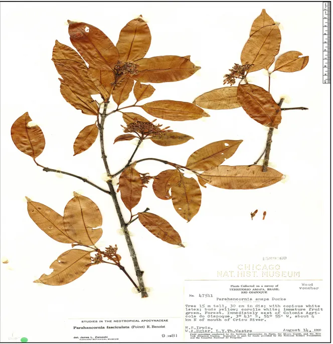 Figura  3:  Exsicata  de  Parahancornia  fasciculata.  Fonte:  Neotropical  Herbarium  Specimens  –  Exsicata
