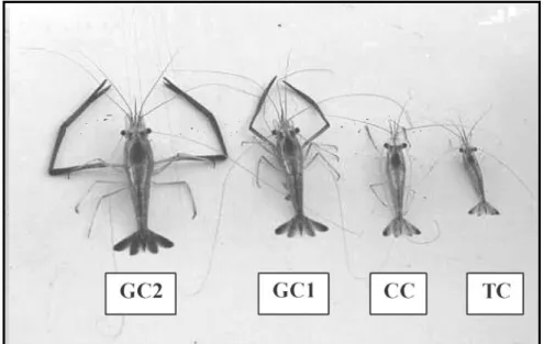 Figura 03: Morfotipos de M. amazonicum. Adaptado de Moraes-Riodades, 2002. 