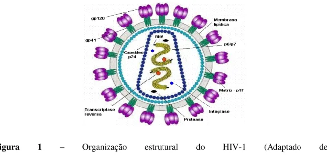 Figura  1  – Organização  estrutural  do  HIV-1  (Adaptado  de  www.stanford.edu/.../2005gongishmail/HIV.html) 