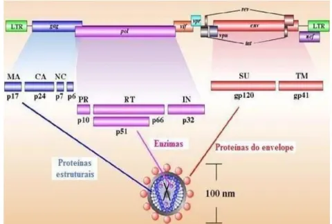 Figura  2  -  Representação  esquemática  do  genoma  do  HIV-1  (Adaptado  de  ww.stanford.edu/.../2005gongishmail/HIV.html )