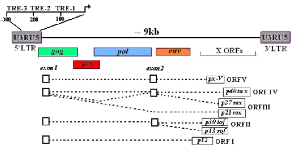 Figura 7 - Representação esquemática do genoma do HTLV (adaptado de, Feuer &amp; Green,   2005)
