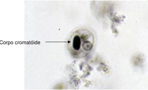 Figura  2  -  Cisto  de  E.  histolytica/E.  dispar  apresentando  um  único  núcleo  e  corpos cromatóides em forma de bastão (seta)