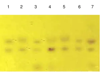 Figura  8  -  Eletroforese  horizontal  em  gel  de  amido  para  a  isoenzima  hexoquinase de E