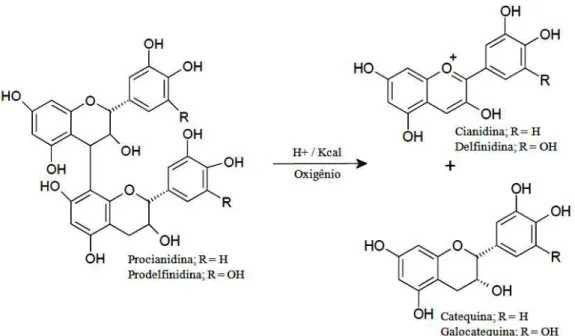 Figura 4 - Reação de decomposição das proantocianidinas. 
