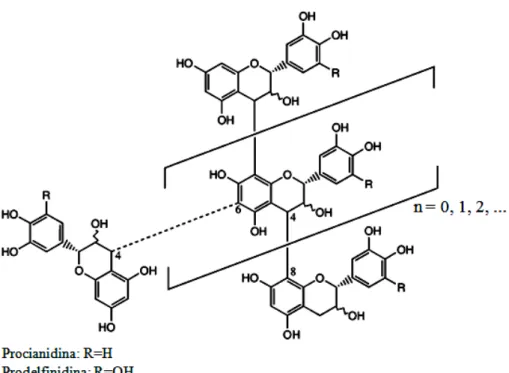 Figura 8 - Estrutura geral de oligômeros e polímeros de proantocianidinas, mostrando as ligações  (4→8) e (4→6).