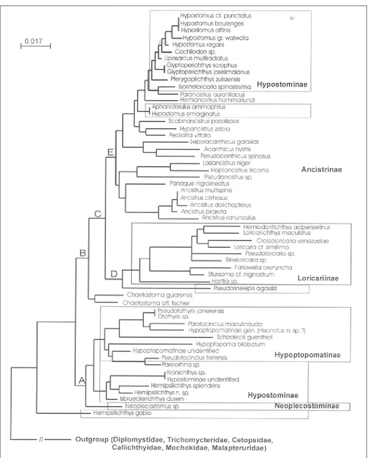 Figura 3. Relações filogenét Loricariidae utilizando sequê