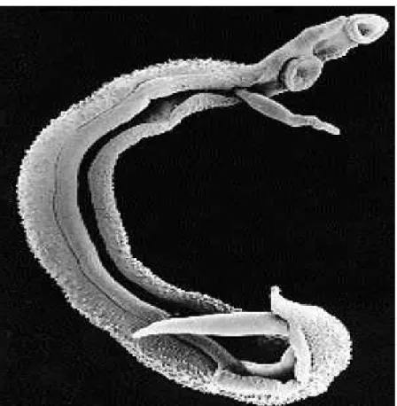Figura 2: Aspectos dos vermes adultos de S. mansoni ,macho e  fêmea. 