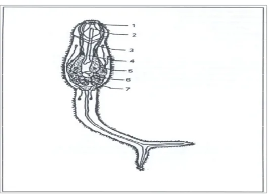 Figura 6: Cercária de S. mansoni.1) ventosa oral; 2) poro oral; 3) ductos  das  glândulas  de  penetração;  4)  ceco;  5)glândulas  de  penetração; 6) ventosa ventral; 7) primórdio genital 