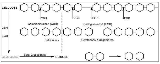 Figura 4 - Representação esquemática da ação catalítica do complexo enzimático  (celulase) sobre celulose para a obtenção de glicose