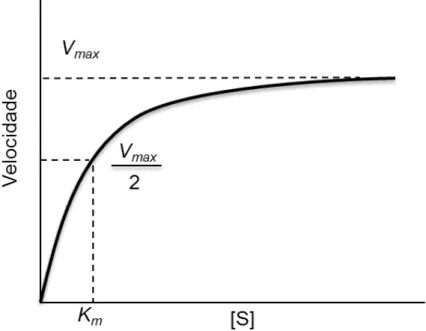 Figura 5 - Velocidade inicial vs concentração do substrato para uma enzima. 