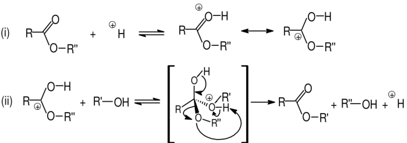 Figura 3.16: Mecanismo de transesterificação de triglicerídeos em meio ácido. 