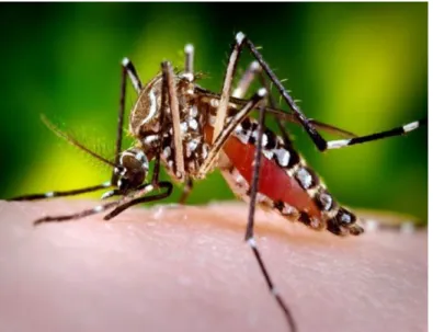 Figura 01 - Mosquito transmissor da dengue 