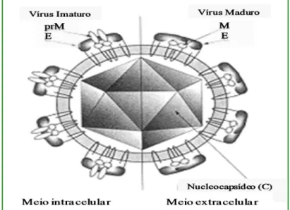 Figura 02 - Ciclo de vida do Aedes aegypti 