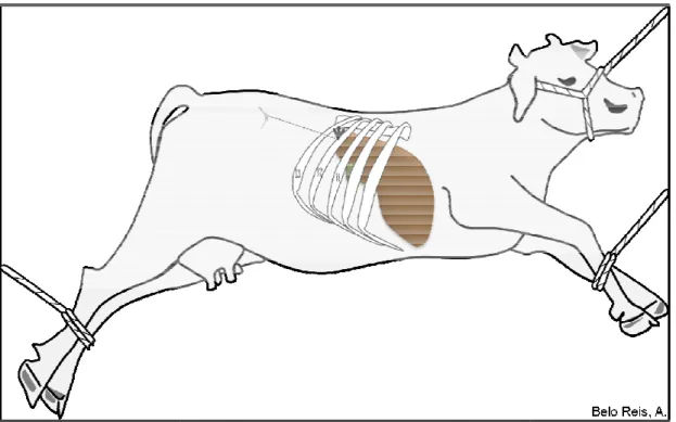 Figura 2: Posição  do  anim lateral esquerdo; Local: oss direita com uma linha para bordo caudal do lobo cauda