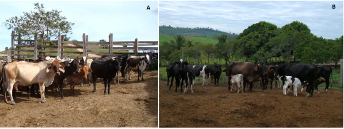 Figura  2.  Caracterização  do  rebanho  bovino  leiteiro  da  bacia  leiteira  do  município  de  Rondon  do  Pará