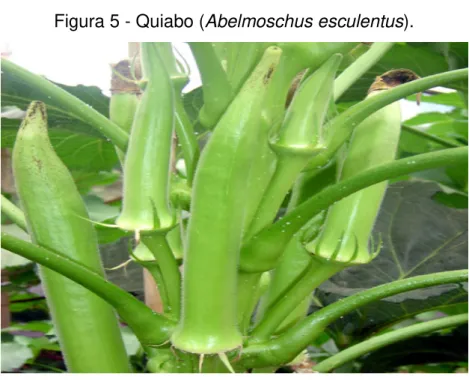 Figura 5 - Quiabo (Abelmoschus esculentus). 