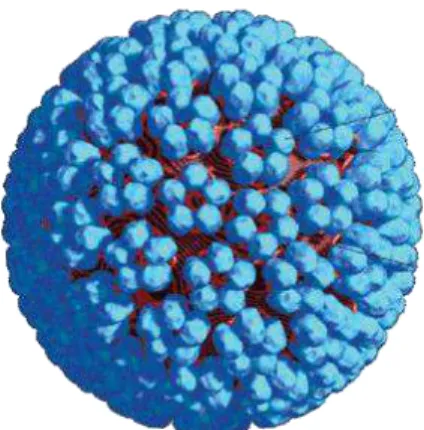 Figura 2: Desenho esquemático do HPV mostrando seu capsídeo viral icosaédrico. 2