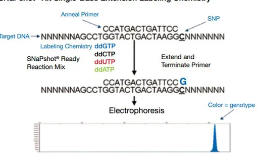 Figura 6: leitura da técnica de SnaPshot a partir da eletroforese capilar, em um  sequenciador automático, de um polimorfismo de base única de uma sequencia de DNA 