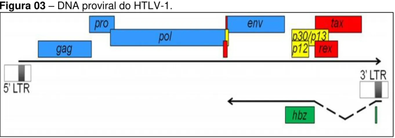 Figura 03  –  DNA proviral do HTLV-1. 