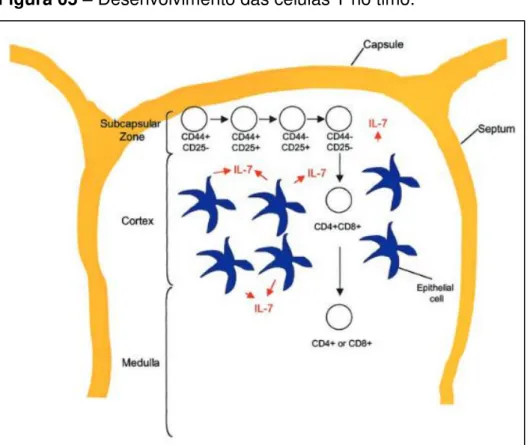 Figura 05  –  Desenvolvimento das células T no timo. 