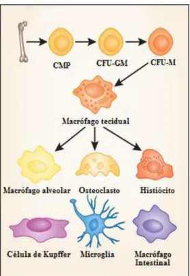 Figura  4.  Precursores  envolvidos  na  diferenciação  dos  macrófagos  e  as  denominações  e  morfologias  de  macrófagos  encontrados  em  diferentes  locais  do  organismo