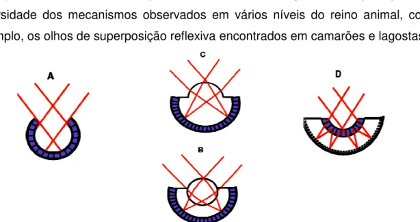 Figura 03.  Esquema  dos  tipos  de  olhos  em  animais: A)  olho  simples  tipo  pupila