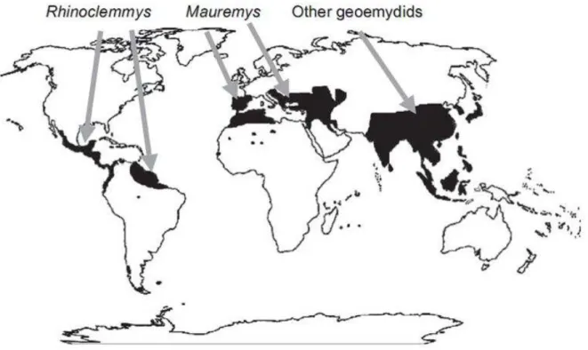 Figura 2: Distribuição da família Geoemydidae. Fonte: Le e Mccord (2008). 