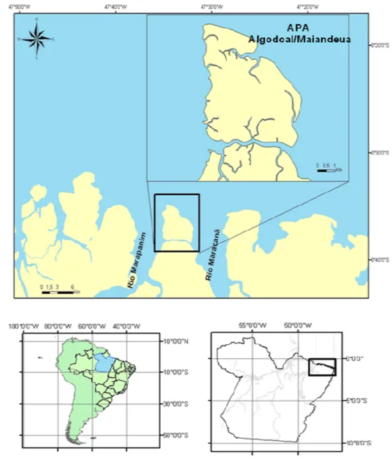 Figura  4:  Localização  da  área  de  estudo,  Ilha  de  Algodoal/Maiandeua,  Maracanã, nordeste do litoral paraense