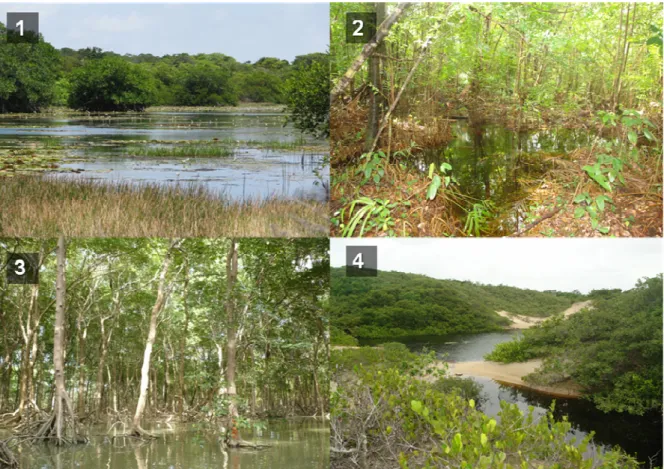 Figura  6:  Ambientes  em  que  foram  realizadas  pescarias  experimentais  durante  o  período  chuvoso  e  seco  de  2009,  na  Área  de  Proteção  Ambiental  de  Algodoal/Maiandeua:  (1)  Lagoas  de  região  de  planície;  (2)  Igapós;  (3)  Canais  de