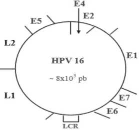 Figura 2. Representação esquemática do vírus HPV16 