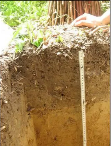 Figura 4: Trincheira para coleta de solo em sistema agroflorestal. 
