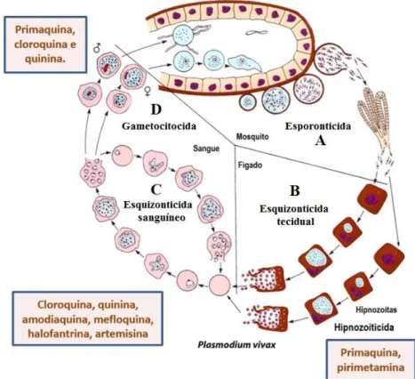 Figura 1. Atividade dos antimaláricos nas diferentes fases do ciclo de vida do Plasmodium vivax