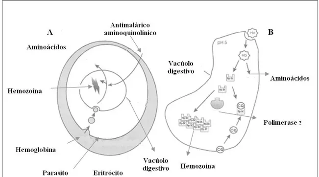 Figura 3. Processo digestivo no eritrócito infectado com Plasmodium. Fonte:  FOLEY; TILLEY , 1997