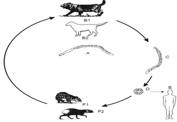 Figura  4 - Ciclo de vida do  E.  vogeli, onde (A) é o parasita adulto, (B1) é o  Cachorro-Vinagre (Speothos venaticus) principal hospedeiro definitivo, (B2) é o cão  doméstico, menos infectado